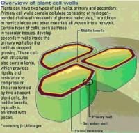 Overview of Plant Cell Walls