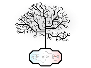 Cellular stress and homeostasis in the tree of life