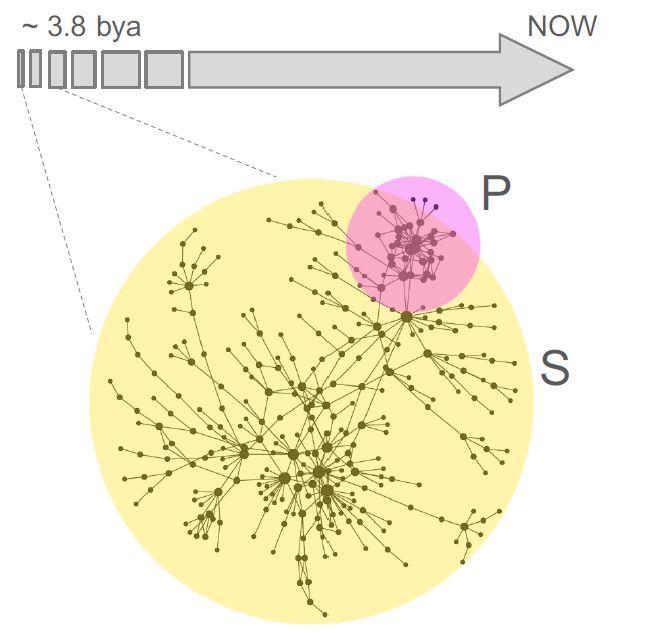 Early Phosphate Metabolism