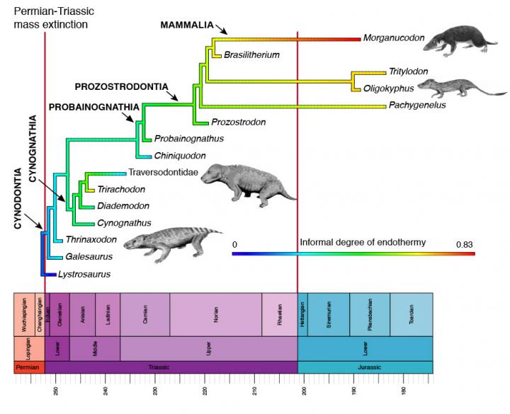 World's greatest mass extinction triggered switch to warm-bloodedness