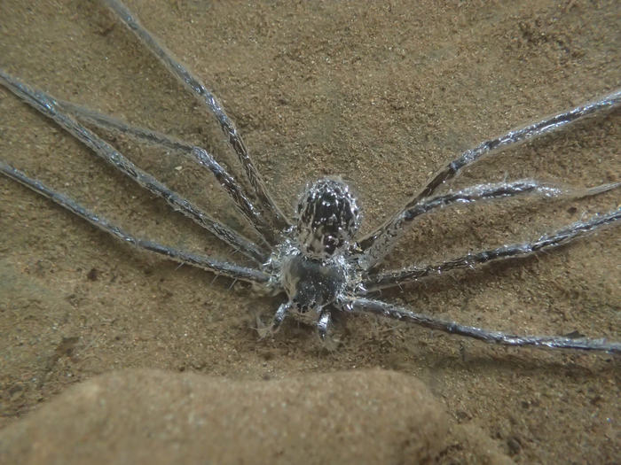 Spider hides underwater
