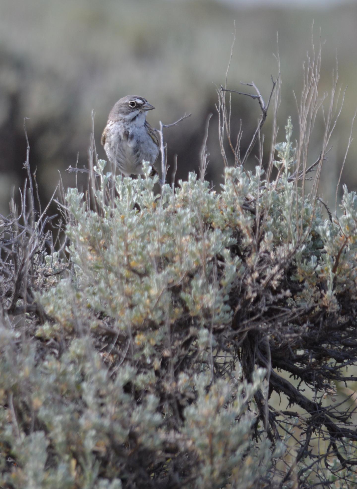 Sagebrush Sparrow