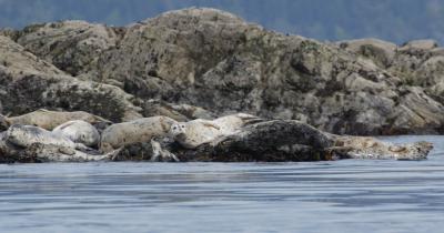 Harbor Seals