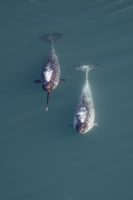 Two narwhals