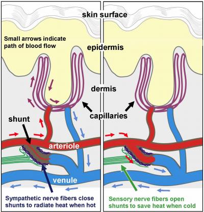 Schematic of Blood Flow Regulation to the Skin