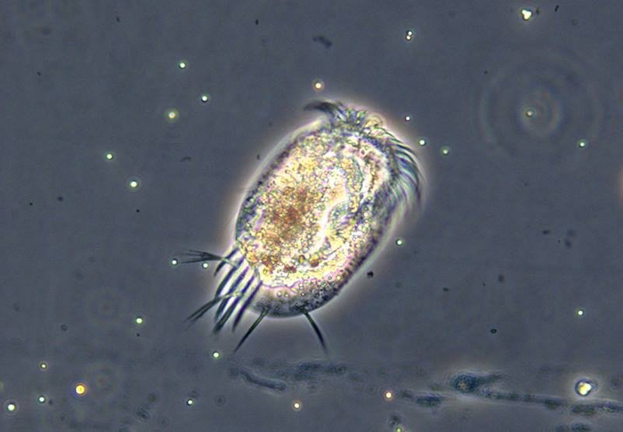 Predecir cambios en las redes alimentarias microbianas