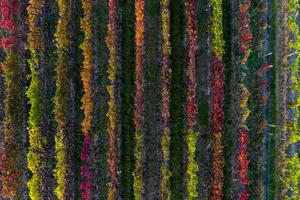 Wine landscape in France