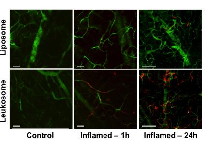 Leukosomes Adhere to Inflamed Vasculature