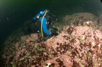 Diver Dislodging Coralline Red Algal Crust