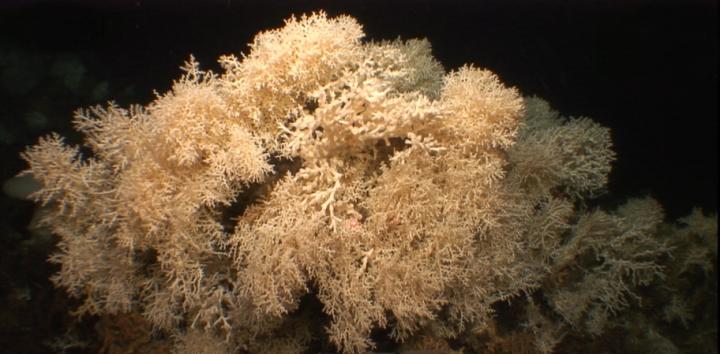 Mediterranean Cold-Water Coral