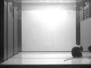 Mice pass the mirror test, a classic indicato - Vimarsana News