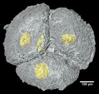 Embryo-like Fossil