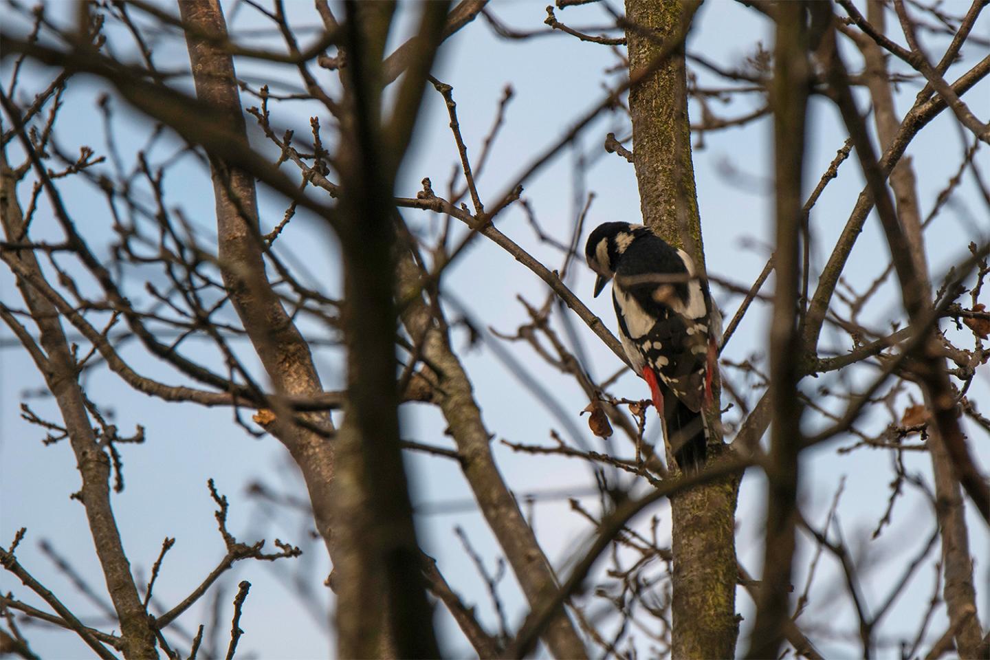 woodpecker