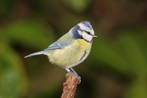 Blue tit