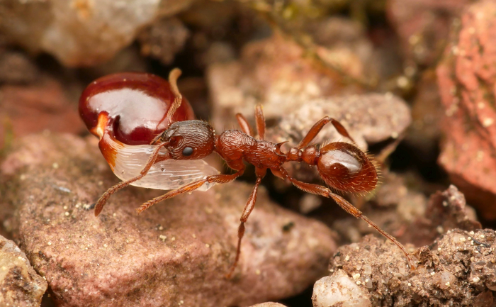 Eine Arbeiterin der Ameisenart Myrmica rubra trägt einen Samen des Hohlen Lerchensporns, Corydalis cava. Samenverbreitung ist eine der vielfältigen Funktionen von Ameisen in Ökosystemen.