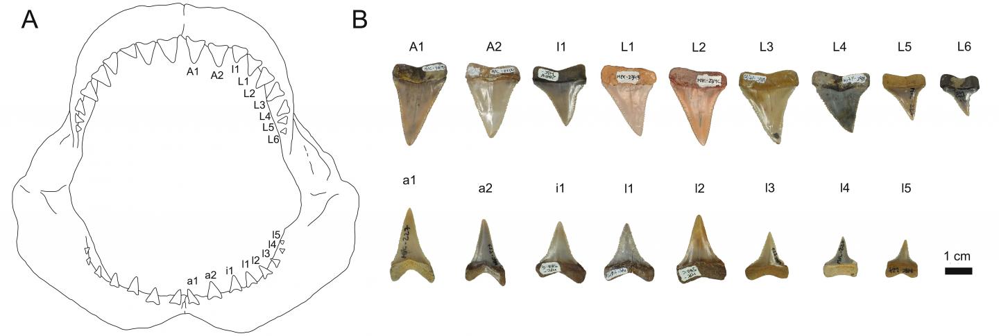 Set of Teeth of Today's White Shark and a Reconstructed Set of Teeth of a Fossil Great White Shark