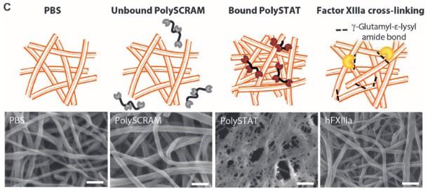 PolySTAT Fibrin Network Comparison