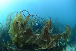 Seaweed forest
