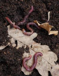 Earthworms (1 of 3)