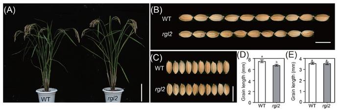 Novel Discovery Unveils the Gene Secret of Rice Length