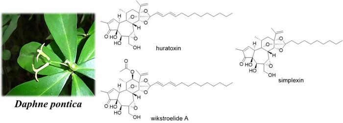 Daphnane diterpenoids