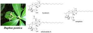 Daphnane diterpenoids