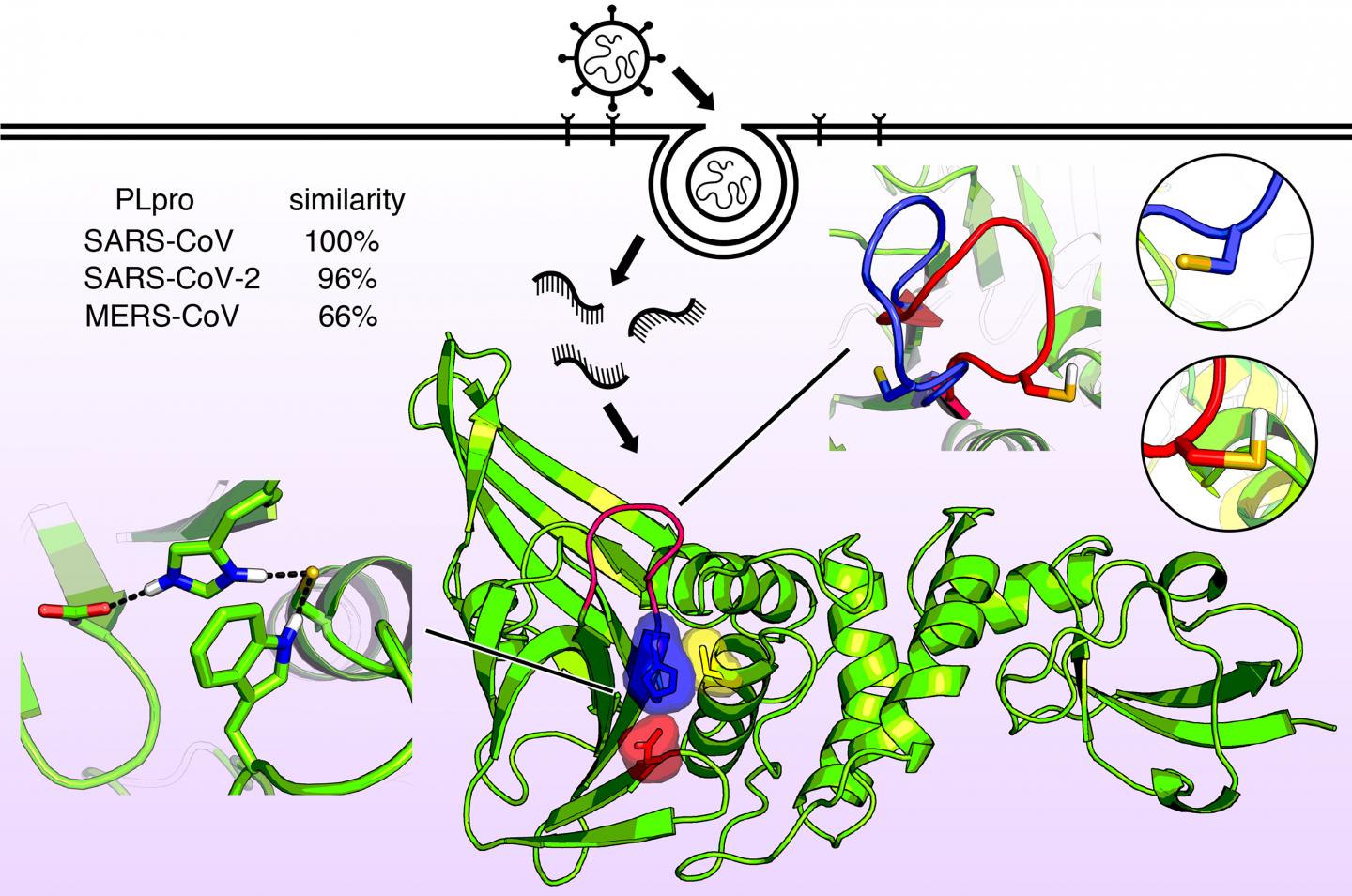 Molecular structure of the papainlike enzyme known as PLPro