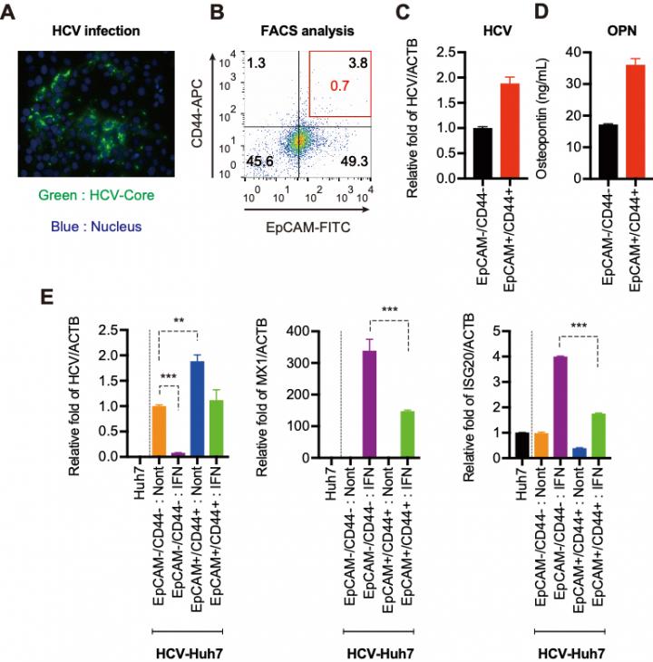 HCV Replication