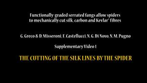 The cutting of the silk lines by the spider