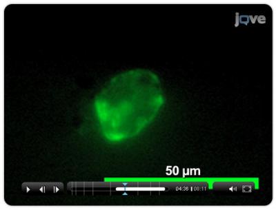 Fluorescent Fibroblast, Printed with an Inkjet Printer