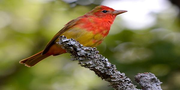 Novel Tracking Devices