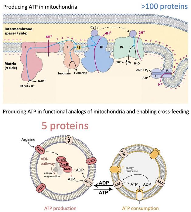 Mitochondrion and simplified synthetic equivalent