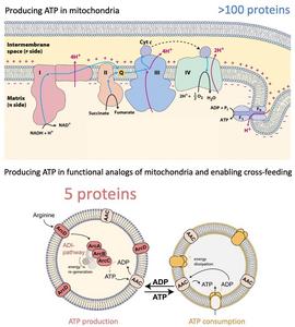 Mitochondrion and simplified synthetic equivalent