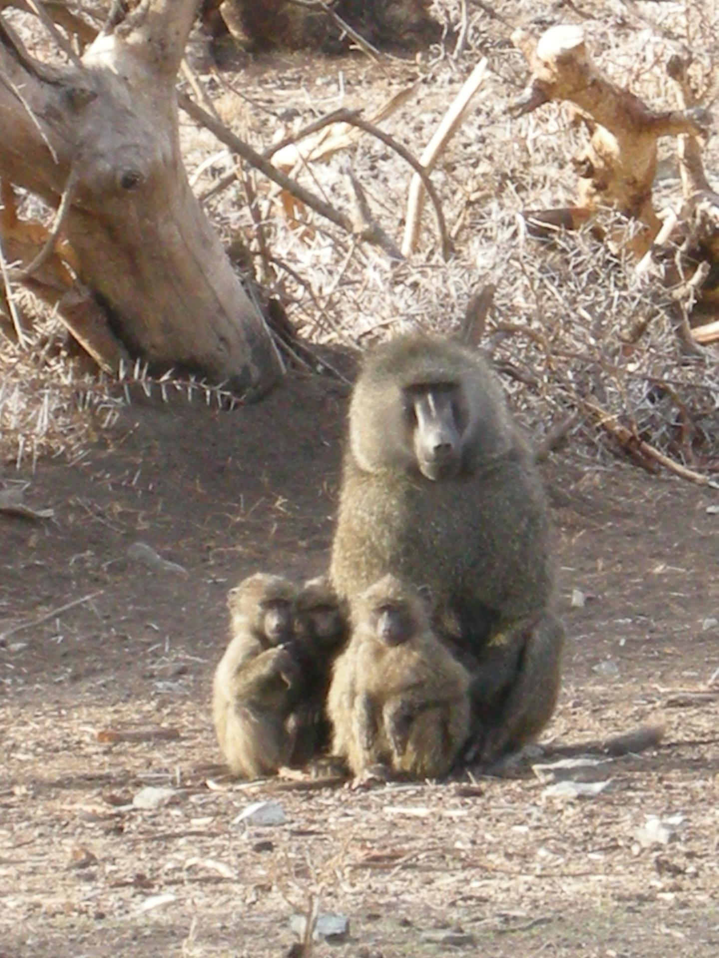 Adult Male Olive Baboon Resting with Young Offspring.