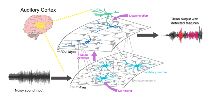 Schematic organization of the proposed sound processing network in the brain