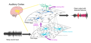 Schematic organization of the proposed sound processing network in the brain