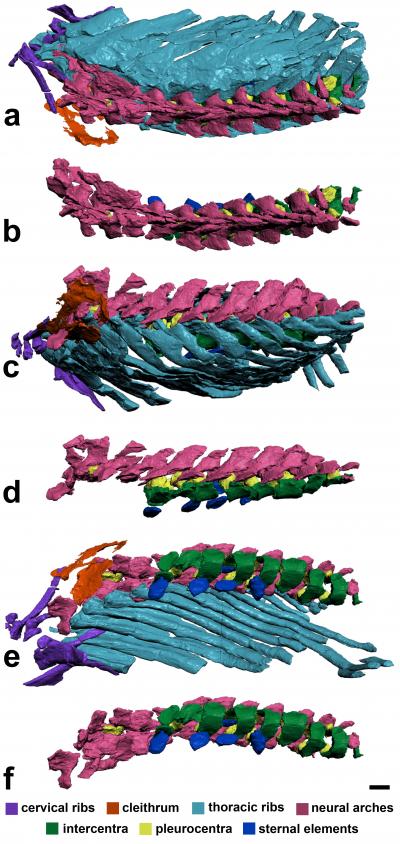 Thoracic Region of <i>Ichyostega</i>