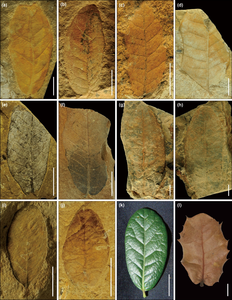 Fossils of Quercus cf. and specimens of Quercus section Heterobalanus