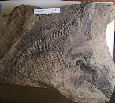 Ichthyosaur Fossil