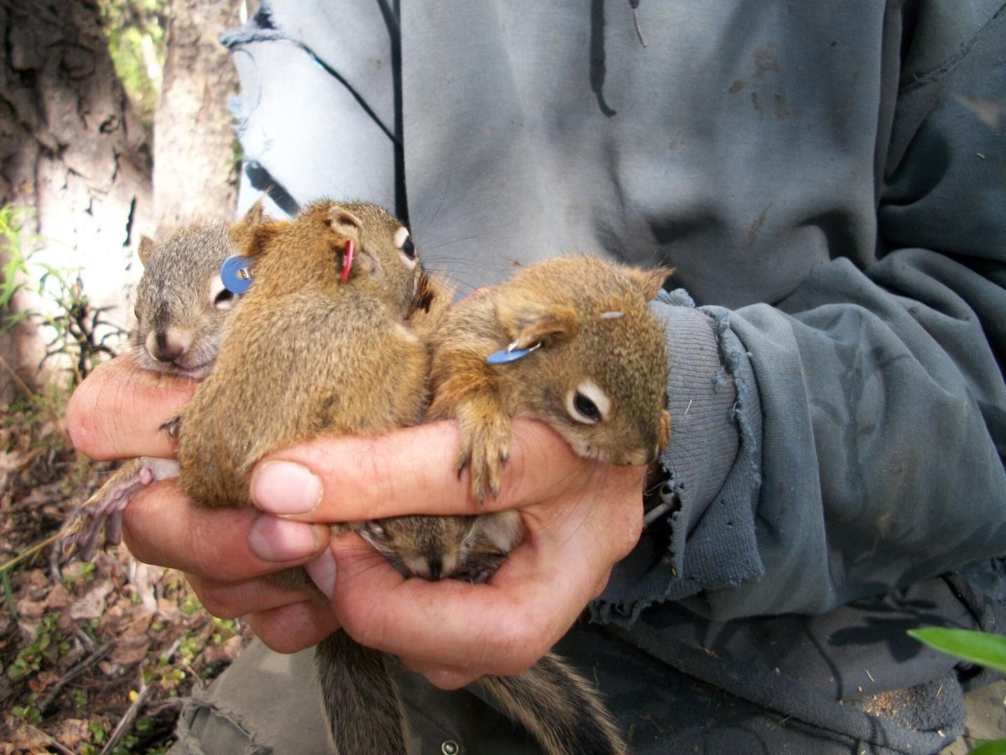 eastern fox squirrel baby