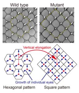 Figure 1. Change from hexagonal to square pattern