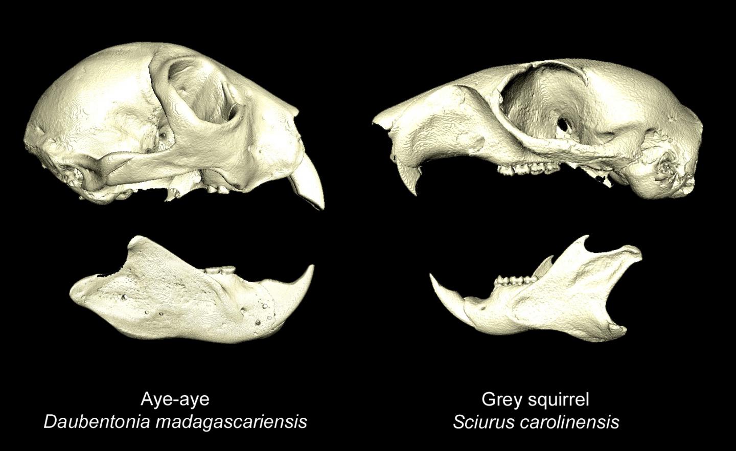 3D Models of Aye-Aye and Squirrel Skulls