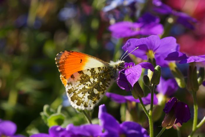 Orange Tip (Anthocharis cardamines)