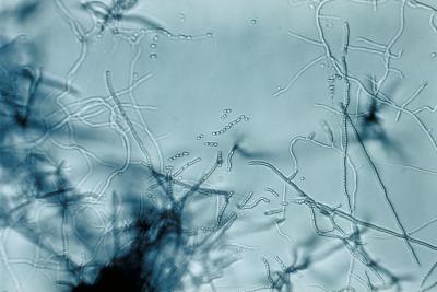 <I>Streptomyces</I>