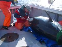 Tagging a Giant Bluefin