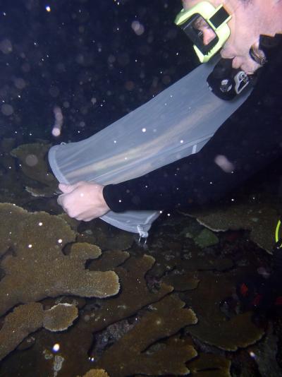 Research in Puerto Rico on Corals and Global Warming (3 of 3)