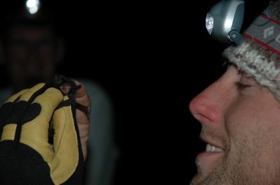 Bats and Rabies (1 of 2)