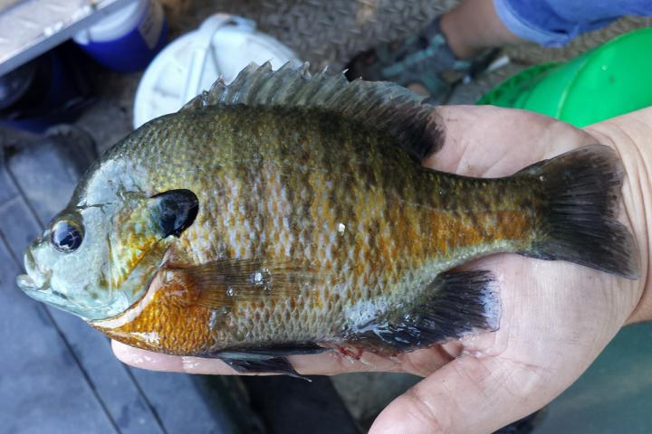 Bluegill