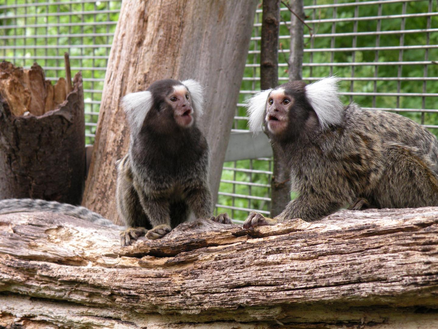 The Calls of Marmoset Monkeys Differ between Populations