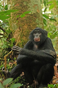 Bonobo